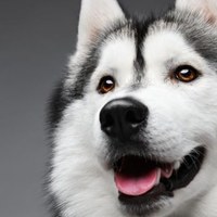 Siberian Husky: salute ereditaria e longevità