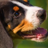 L’inibizione del morso: come insegnare al vostro cane a non mordere