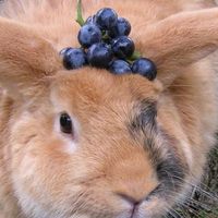 I conigli possono mangiare l’uva?