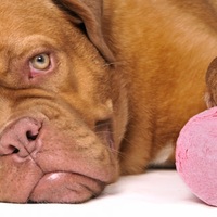 Stitichezza nei cani: i migliori rimedi casalinghi (provati)