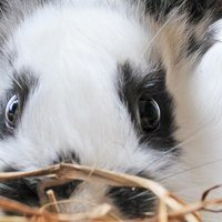Il tuo coniglio ha la diarrea? Cosa dargli da mangiare e cosa fare