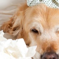 Cane vomita giallo: cause, trattamenti e prevenzione