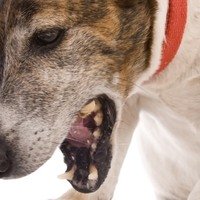 Perché i cani vomitano schiuma bianca? Cause e rimedi