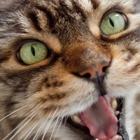 7 possibili ragioni per cui il vostro gatto miagola di continuo