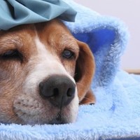 Febbre nel cane: sintomi e cure (guida veterinaria)