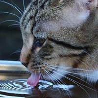 Il gatto beve troppa acqua? Ecco quali sono i motivi