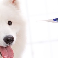 I migliori rimedi naturali per abbassare la febbre nei cani