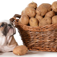 I cani possono mangiare le patate?