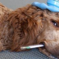Si può dare l'aspirina al cane? Dosaggi, Consigli e Accortezze