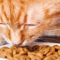 Una dieta leggera per gatti con vomito e diarrea