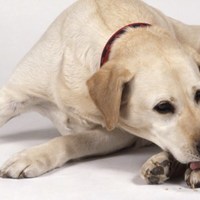 Cani che si grattano, si leccano e si mordono in modo compulsivo