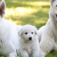 Quando un cucciolo di cane diventa un adulto?