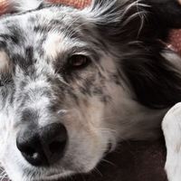 I sintomi della depressione nei cani: le cause e come aiutarlo