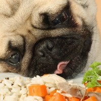 L'alimentazione corretta del cane in caso di diarrea
