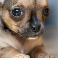 Perché il mio cane si agita, ha i brividi e trema?