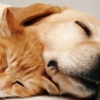 Nel mondo dei sogni: Perché i cani abbaiano nel sonno?