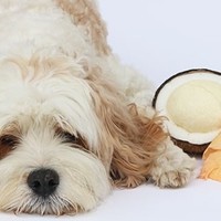 12 benefici dell’olio di cocco per i cani