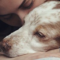 8 suggerimenti per rendere facile e sicura la vita del tuo cane non vedente