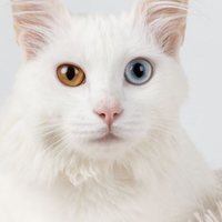 Perché alcuni gatti bianchi sono sordi?