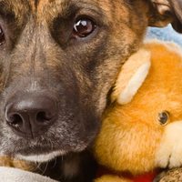 Il cancro allo stomaco nei cani: Sintomi, cause e trattamenti