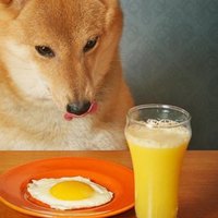 I cani possono mangiare le uova? Una prelibatezza incredibilmente salutare e nutritiva