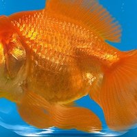 7 errori da non fare con il vostro pesce rosso