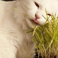 Erba gatta (Nepeta cataria) – Tutto ciò che devi sapere sull’erba gatta!