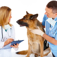 Malattie del cane: sintomi, cause e rimedi a 58 malattie diverse