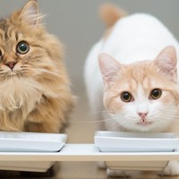 I gatti possono mangiare pane e formaggio?