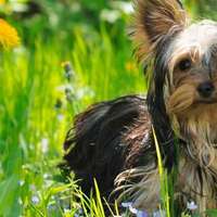Curate il vostro cane con le erbe