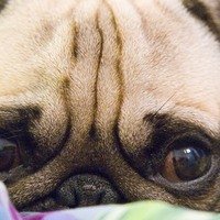 Tipi di vomito nel cane: giallo, bianco o con sangue | Cause e rimedi