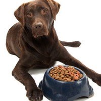Dovreste prendere in considerazione il cibo per cani senza cereali?
