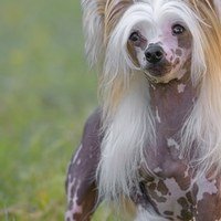 La perdita di pelo nei cani: cause e rimedi per l’alopecia