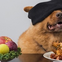 I cani possono diventare vegani? Pro e Contro di una dieta vegetariana per cani