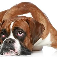 Il vomito nei cani: cause e rimedi casalinghi naturali