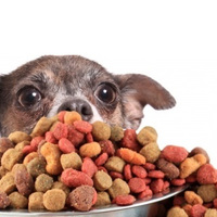 Come calcolare il fabbisogno energetico giornaliero di un cane