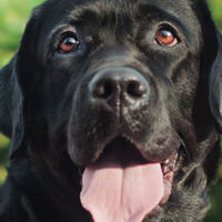 16 motivi per cui il Labrador Retriever è un cane così popolare