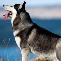 10 motivi per cui tutti amano i Siberian Husky
