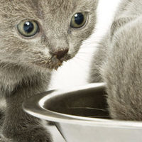 Cibo umido per i gattini: quanto ne possono mangiare al giorno?