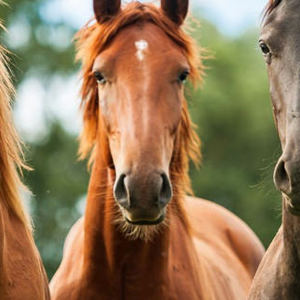 L’evoluzione dei cavalli e cosa implica per il proprietario