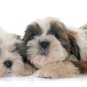 La diarrea nel cucciolo di cane: cause, sintomi e rimedi casalinghi