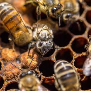 Allergie da puntura d'ape nel cane: cosa fare