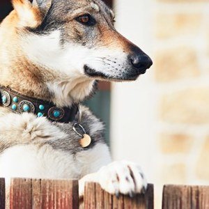 I migliori cani da guardia: classifica razze e consigli utili