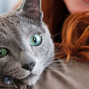 Vomito acuto nei gatti: cause, test e soluzioni