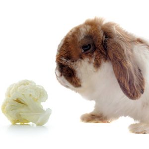 I conigli possono mangiare il cavolo?