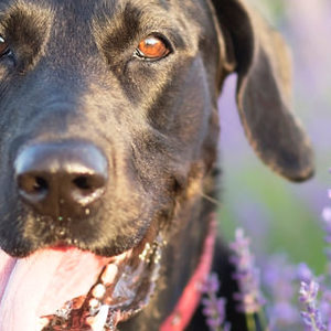 Olio di lavanda per i cani: elenco benefici e dosaggio