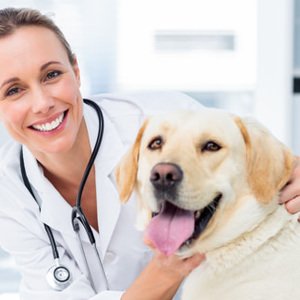 Le 30 razze di cane pi&ugrave; longeve (e la scienza dell'invecchiamento dei cani)