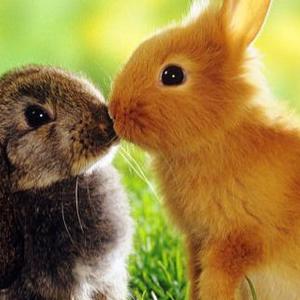 Sai riconoscere se il tuo coniglio femmina è in calore?