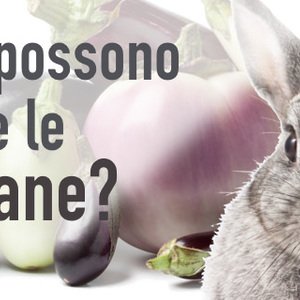 I conigli possono mangiare le melanzane?