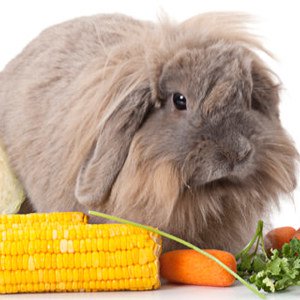 Quanto deve mangiare un coniglio?
